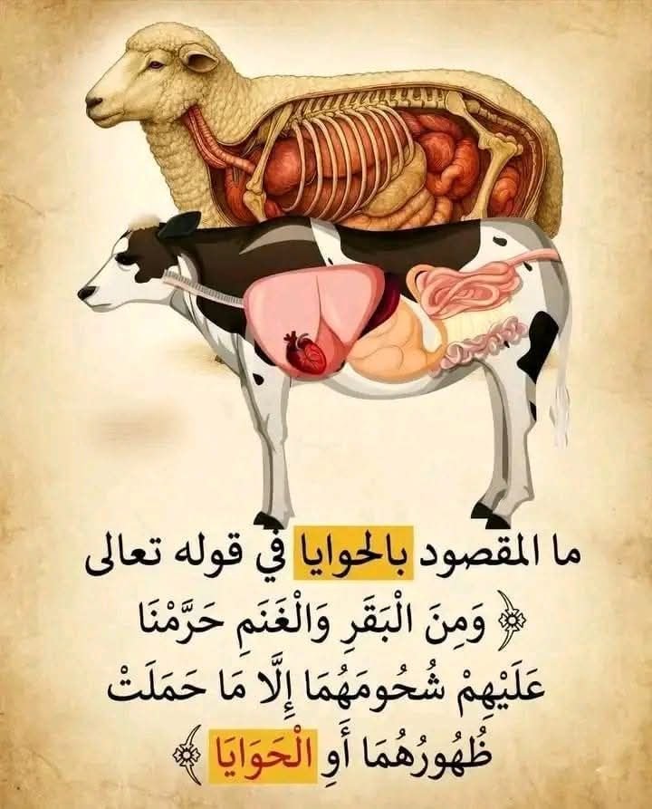 هل شحوم الغنم والبقر حقًا سبب أمراض القلب؟ أم أن الحقيقة مختلفة؟