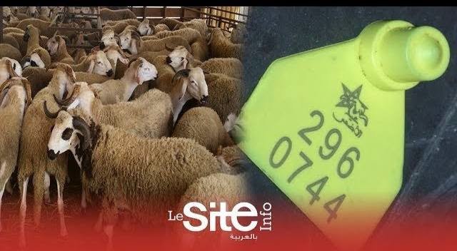 شبهة سر (فضيحة) اختفاء اكباش العيد من الاسواق